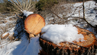 Trees Are Stalling a Major East Coast Pipeline Project—For Now<em></em>